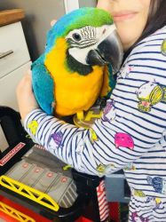 14 Months old Blue and Gold Macaw Parrots For Sale.