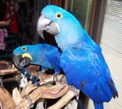 Cute Hyacinth Macaw Parrots Available.