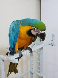 Talking Baby Macaw
