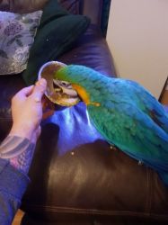 Baby Silly Tame Blue And Gold Macaw