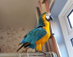 Well tame macaw parrot bird for sale near me
