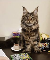 Male and female Mainecoon kitten for sale