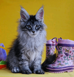 Healthy mainecoon kittens for sale.