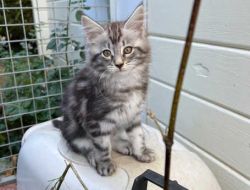 Stunning Maine Coon kittens looking for their forever homes