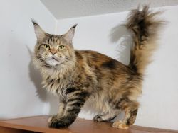 Kittens and young adults of gigantic Maine coons.