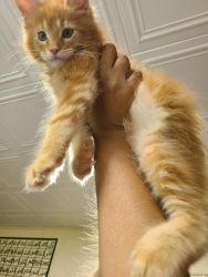 Kitten is 6 month old is real maincoon pure male is beautiful