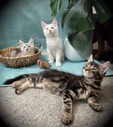 Adorable Maine Coon kittens are ready to delight you and your children