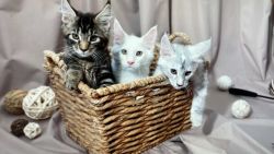 Maine Coon kittens ready for reserve