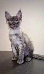 GCCF Reg Female Maine Coon Kitten
