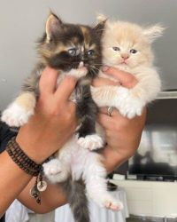 2 Stunning pure Maine Coons