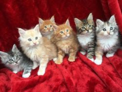 Lovely Maine Coon Kittens for sale