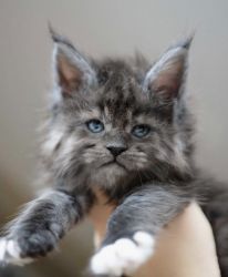 Available 12 weeks old Maine Coon Boy 'Sage' Up To date on shot
