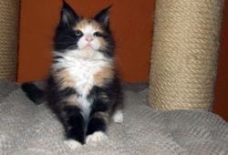 Beautiful Maine Coon kittens for sale.