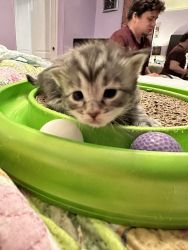 Mainecoon kittens for sale! Homebred!