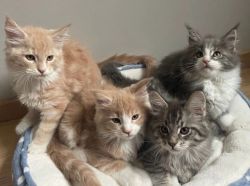 beautiful Gccf active Maine coon female