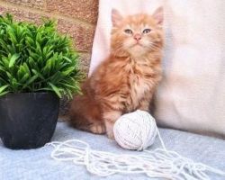 Beautiful Maine Coon Kittens For Sale