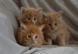 Clear Maine Coon Kittens