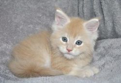 Top Quality Maine Coon Kittens for Sale