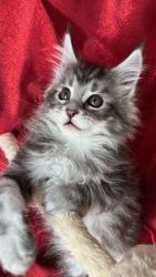 Two male MaineCoon kittens For Sale