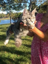 Kittens for sale near me ( Maine coon )