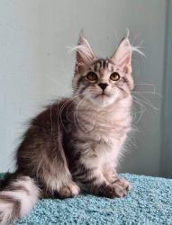 Fluffy maine coon cats for sale