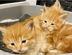 Relaxed, beautiful Maine coon kittens