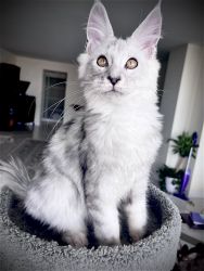 Liam Maine Coon kitten available in Miami.