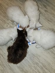 Maine coon kittens for sale males and females