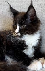 Maine coon kittens TICA registered