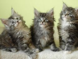 Full Breed Maine Coon Kittens