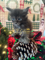 Maine Coon Christmas Kitten