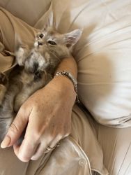 SIlver Shaded Maine Coon Kitten