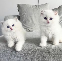 Maine Coon Kittens Ready
