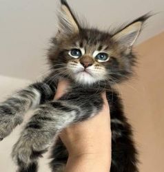 Tabby Maine Coon Kittens Available