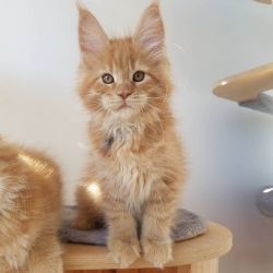 Maine Coon Kittens Seeking a New Homes