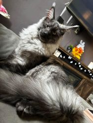 Maine coon male