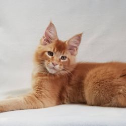 Maine kittens ready for new home