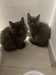Maine Coon Kitty’s Two