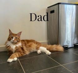 Male And Female Maine Coon Kitten For Rehoming