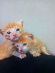 Maine Coons Kittens Ready For Adoption.