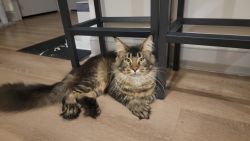 1 yrs old male Maine coon tabby polydactyl
