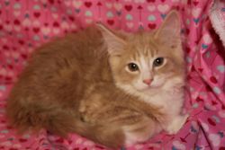 Ch Sired Male Maine Coon Cat Dob 12/13/15