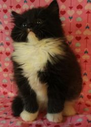 champion sired female maine coon black and white