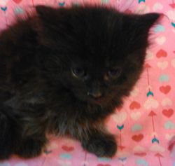 Maine Coon Kitten Solid Black!