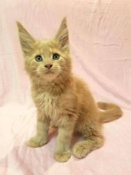 Leo pure breed Maine Coon male kitten in Creamy color