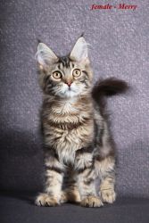 Merry pure breed black marble Maine Coon kitten