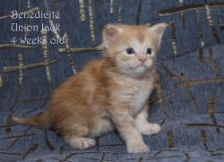 Benedicte Union Jack red silver marble Maine Coon male kitten