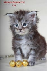 Darinka Purebred Maine Coon Female Kitten