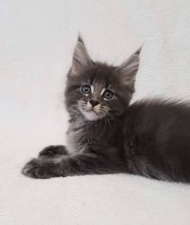 Dastin purebred Maine Coon male kitten in blue marble color