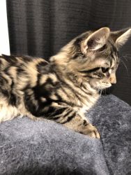 Maine Coon Kitty for Sale! (20 weeks)